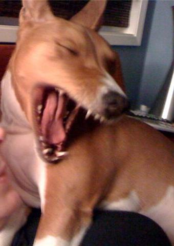 attachment_t_10294_1_yawning-boy.jpg