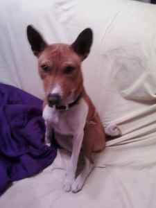 attachment_t_10330_0_basenji-mpls-12-13.jpg