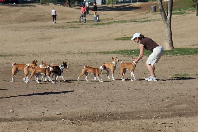 attachment_t_10642_0_real-basenjis-jan-22-2011-23.jpg