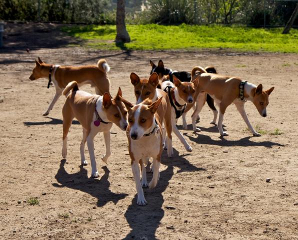 attachment_t_10642_1_real-basenjis-jan-22-2011-29.jpg