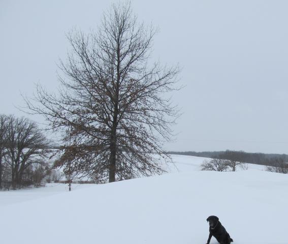 attachment_t_10689_0_feb-1-2010-clyde-driveway-drift-2.jpg