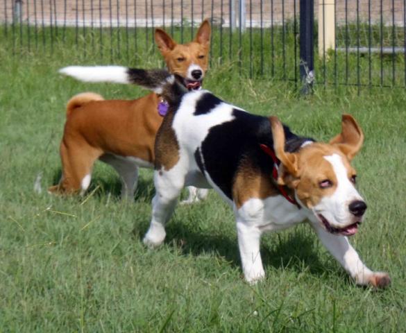 attachment_t_10814_0_hope-n-beagle.jpg