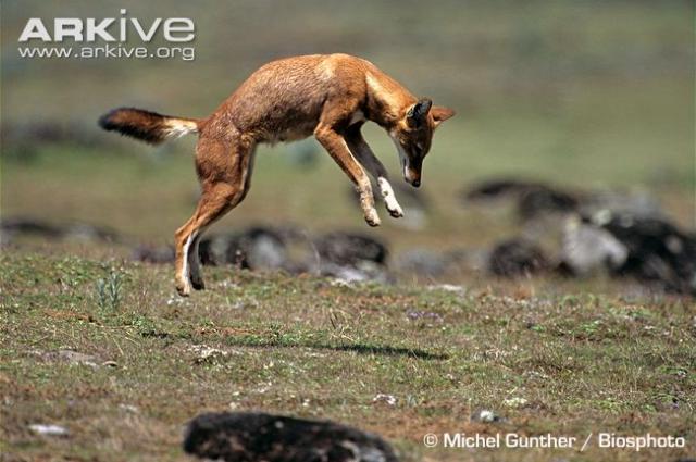 attachment_t_10827_2_ethiopian-wolf-pouncing.jpg