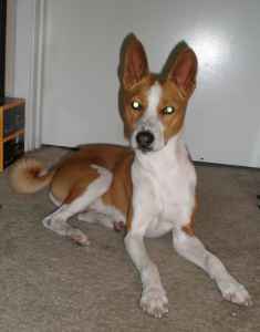 attachment_t_10881_0_found-male-basenji-south-tampa.jpg