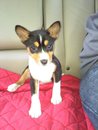 attachment_t_10957_0_princess-nahla-the-basenji.jpg