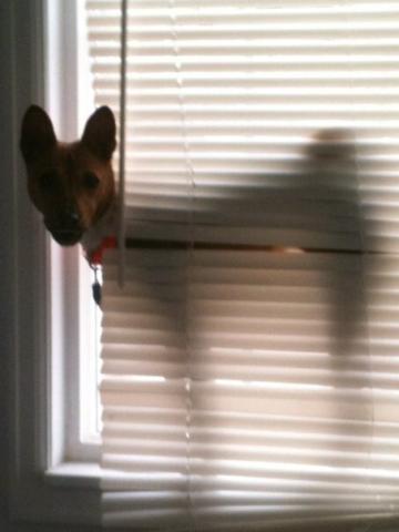 attachment_t_11263_2_pokey-blinds.jpg