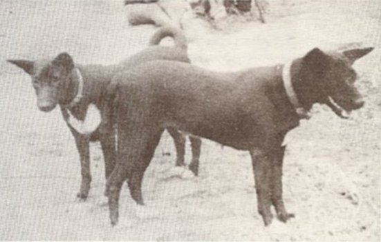 attachment_t_11902_1_liberiandogs.jpg