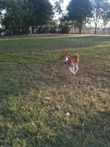 attachment_t_11921_11_runnin-dog.jpg