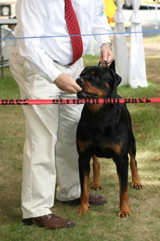 attachment_t_12154_12_rotweiler.jpg