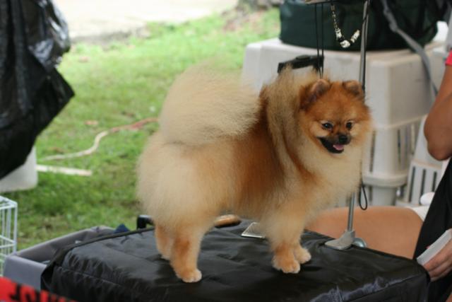 attachment_t_12154_2_pomeranio.jpg