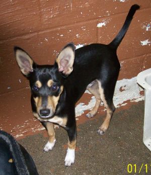 attachment_t_12405_1_b-mix-rambo-standing-estill-county-shelter-ravenna-ky.jpg