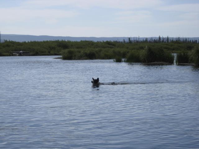 attachment_t_12549_0_fishing-basenji-1.jpg