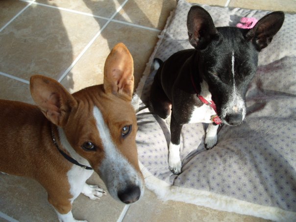 attachment_t_13595_0_basenji-girls.jpg