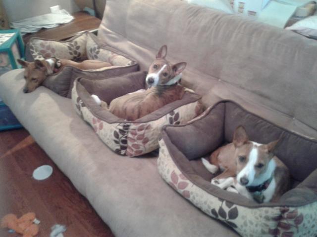 attachment_t_14011_1_couch-potatoes.jpg