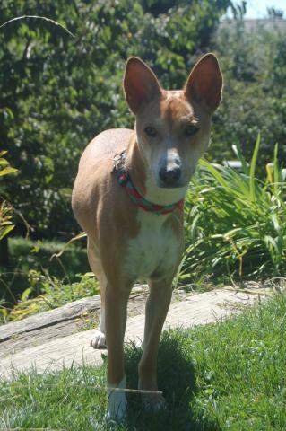 attachment_t_16382_0_basenji.jpg