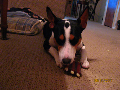 attachment_t_1681_3_lillie-eating-nylabone.jpg