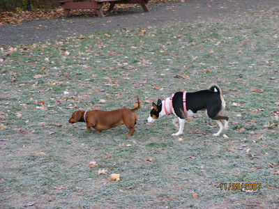 attachment_t_2507_4_lillie-getting-to-know-a-dachschund.jpg