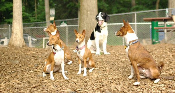 attachment_t_4132_0_4basenjis.jpg