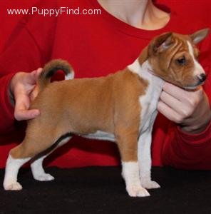 attachment_t_5536_1_basenji-pup.jpg