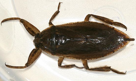 attachment_t_5664_1_a-water-bug.jpg