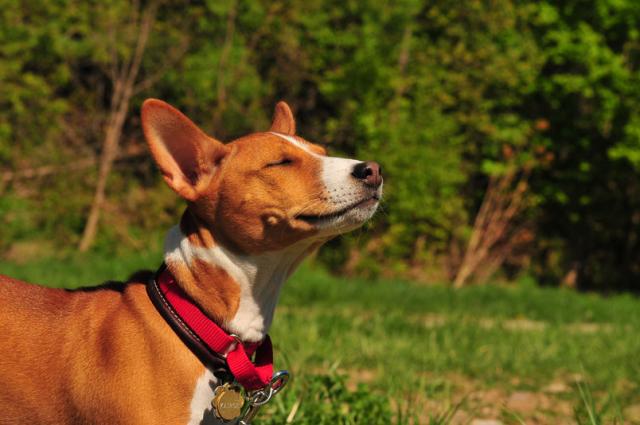 attachment_t_6131_4_sunbathing.jpg