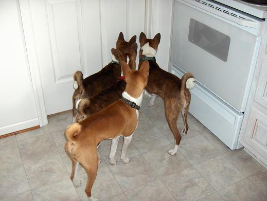 attachment_t_660_0_basenjis-001.jpg