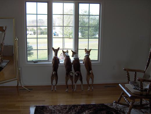 attachment_t_660_1_basenjis-002.jpg