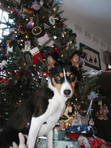 attachment_t_667_0_nala-christmas-2006.jpg