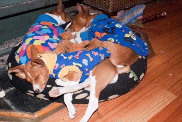 attachment_t_7159_6_three-basenjis_2.jpg