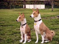 attachment_t_74_0_basenji.jpg