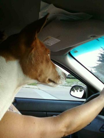 attachment_t_9572_1_0-basenji-2.jpg