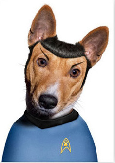 attachment_t_9776_0_basenji-spock.jpg