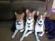 3basenjis