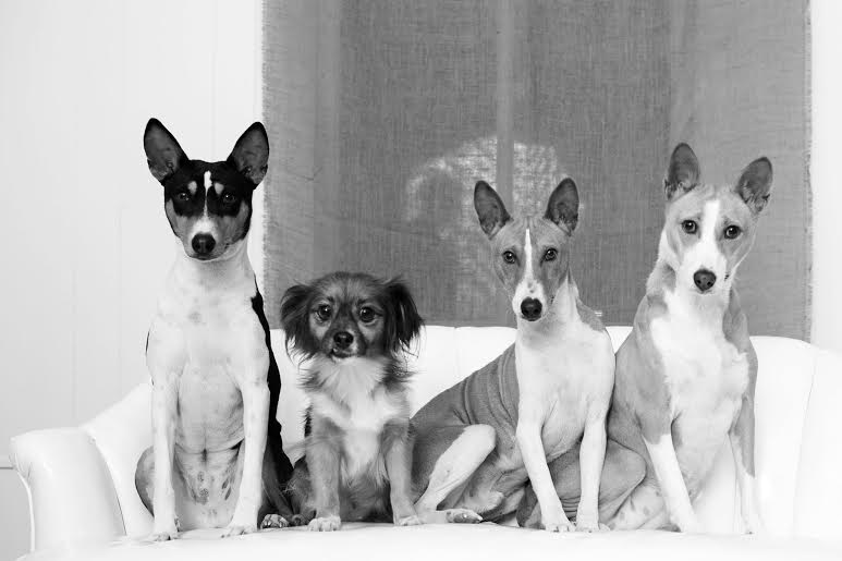 0_1464793820124_Best basenji picuture.jpg