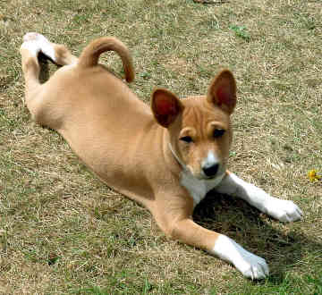 0_1473048358126_basenji-my.jpg